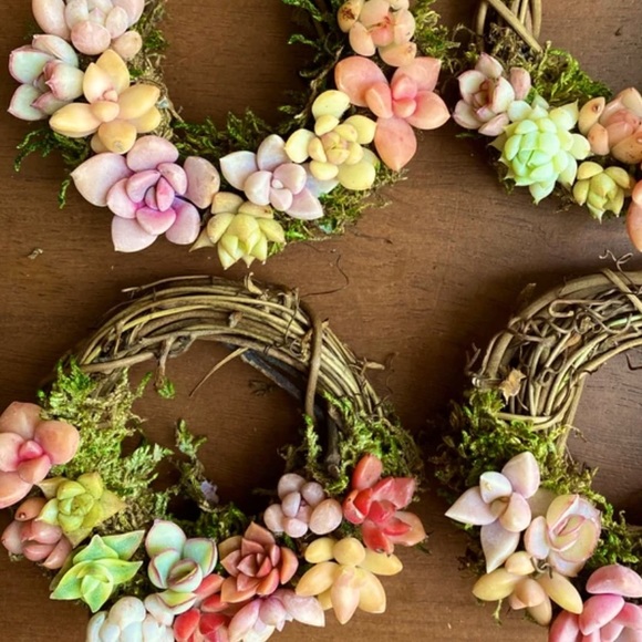Mini Succulent Wreath Ornament Trimmed with Living Succulents 3 inch grapevine - Picture 5 of 5